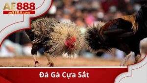 Đá gà cựa sắt tại AE888