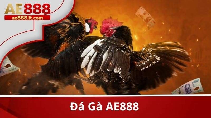 Đá gà AE888 cho phép người chơi đặt cược vào trận đấu đá gà