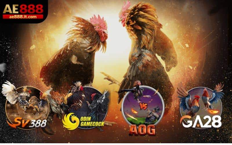 Đá gà AE888 phát sóng hàng trăm trận đấu mỗi ngày